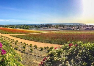 Carlsbad | Family Coastal Escape | Pool + Beach | 2BR in Carlsbad