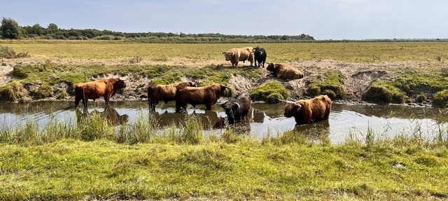 De Weide Huisje in Zuidwolde