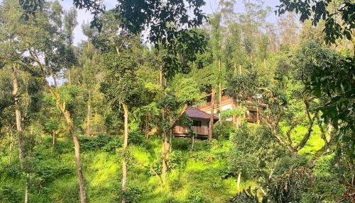 Serene Woods in Madikeri