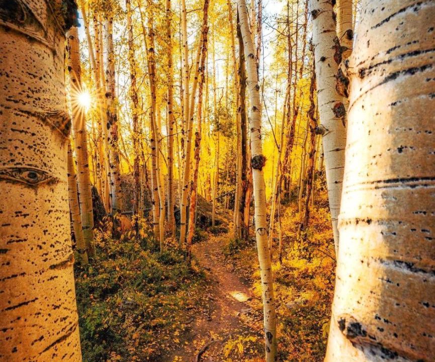 Photo of Others in Mount Crested Butte